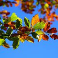 novembre en jaune