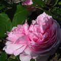 Roses de mon Jardin - "Jacques Cartier"
