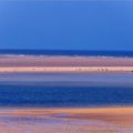 Les phoques de la Baie de Somme