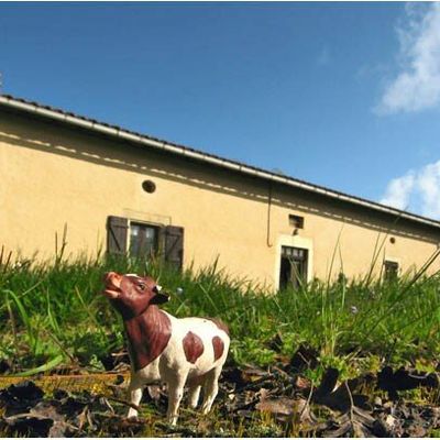 una vaca en el jardín