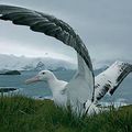 L'albatros