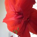 Amaryllis par tous les temps