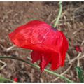 Coquelicot belge