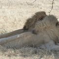 La Tanzanie : immersion dans le Parc national du Serengeti
