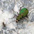 Cicindela campestris - Carabidae