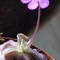 Pinguicula