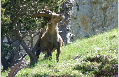 Une vie de bouquetins