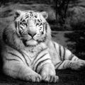 un tigre........blanc
