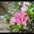 Pluie sur les hibiscus