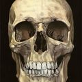 Damien Hirst, The Skull Beneath the Skin, 2005