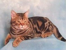 American Shorthair