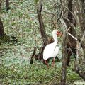 Oiseaux, crocos et tortues d'eau