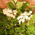 beignets de fleurs d'acacia