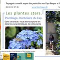 Plumbago Dentelaire du Cap par paysagiste Pays Basque et paysagiste Landes