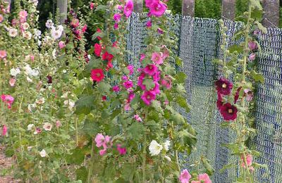 La Rose trémière