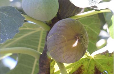 Confiture de figues