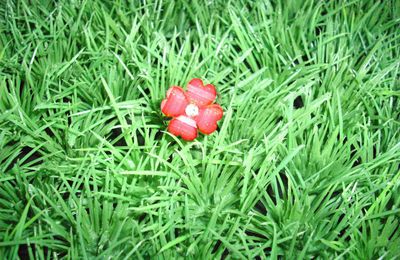 Bague fleur rouge chotoyant!