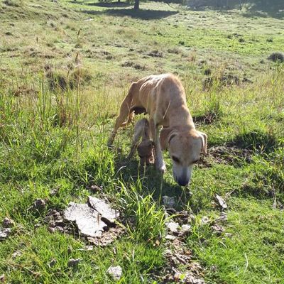 Saphir et Figaro, petits squelettes ambulants au bout du rouleau - en urgence vitale 