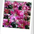 Le bouquet du week-end