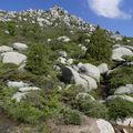 Vacances en Corse juin 2021 - Le plateau du Coscione