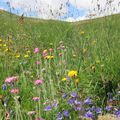 Montagnes de fleurs