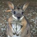 The Wallaby: