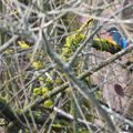 Une tunique bleue dans les branchages