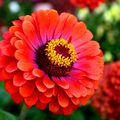 Zinnia ...