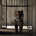Gif animation tigre