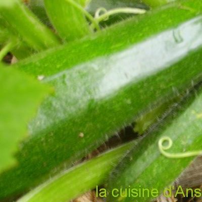 que devient le potager en cette jolie saison aux couleurs chatoyantes?