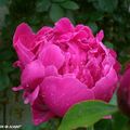 Les Pivoines