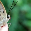 L'effet Papillon !