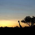 coucher de soleil sur la savane africaine 
