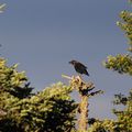 Corvus corax dit le Grand corbeau