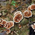 Stéréum de Burt, Champignon en fleur écailleuse (ハナウロコタケ)