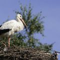 Parc des Oiseaux : Cigogne