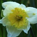 Macro de Narcisses au jardin des Plantes a Orléans (Loiret)