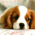 cavalier king charle 