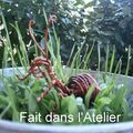 Des fourmis sur la terrasse