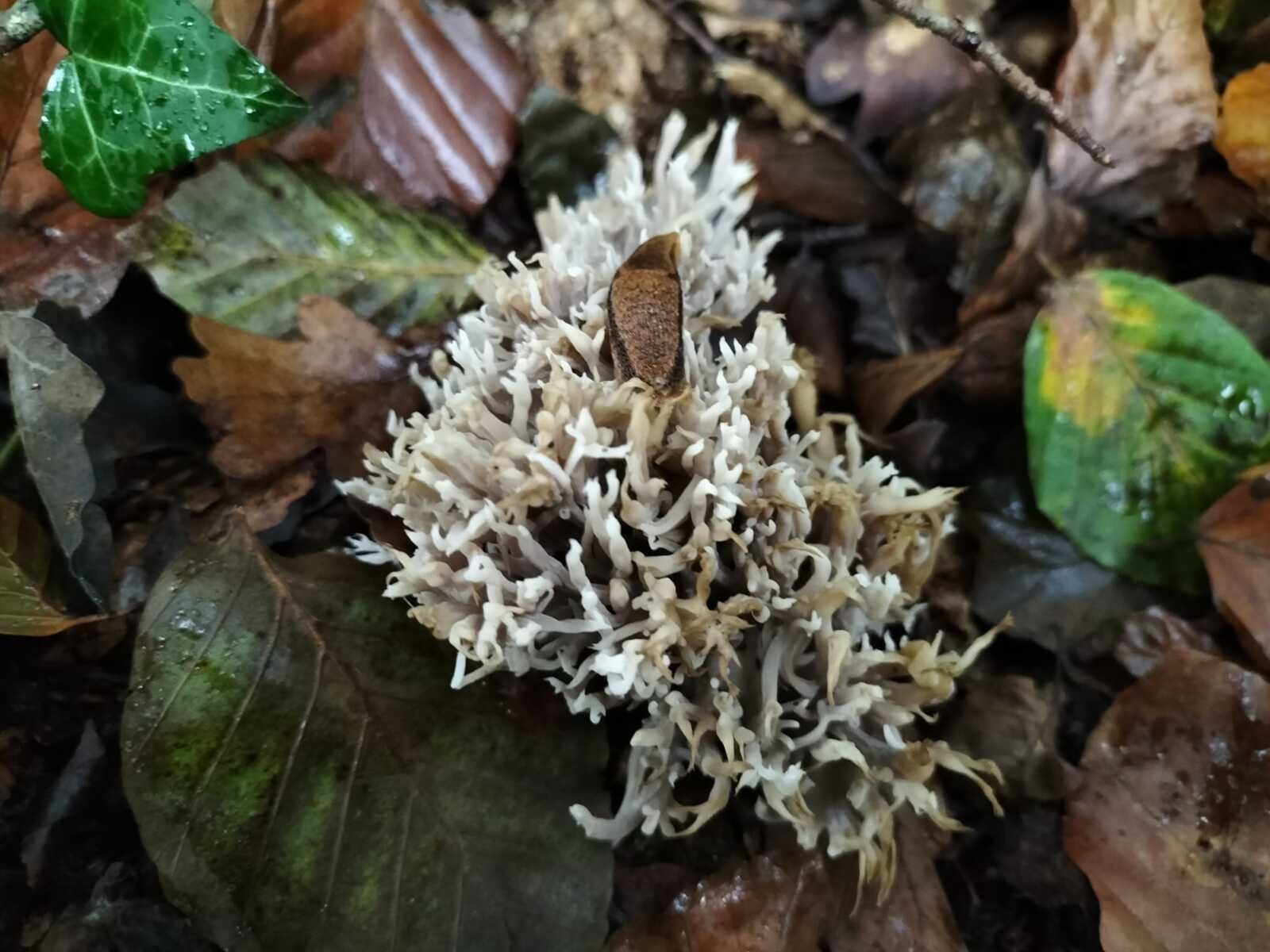 Navarrenx, dans les bois, champignon... (64)