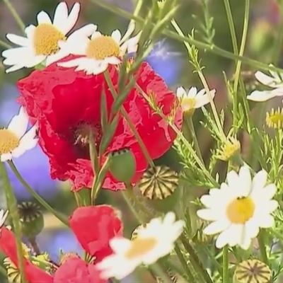 Qu'est ce qu'un Macérât ?