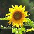 Le grand soleil du jardin , le Tournesol , Astéracées