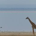Girafes 2 -Afrique de l'Est
