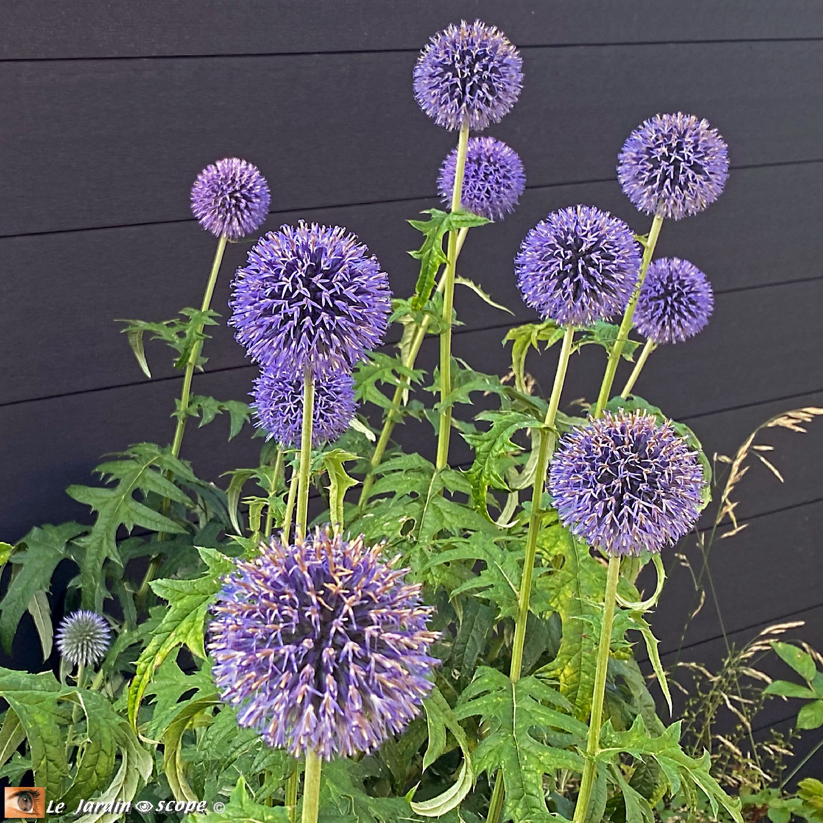 Echinops Ritro