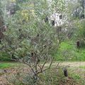 Banksia media jardin botanique de la Villa Thuret