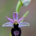 A la découverte des orchidées de la Drôme : l'Ophrys x neowalteri