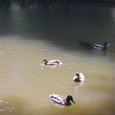 Le lac du parc Monceau - 2