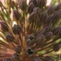 Genre Allium : Le poireau d'été ou carambole (Allium ampeloprasum L.) Bon Dimanche à vous Tous