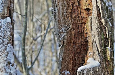 Bois mort * Dead wood 