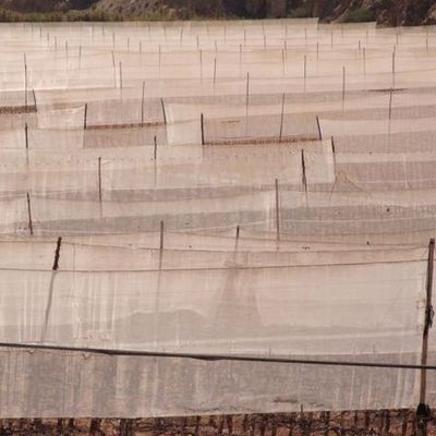 (Chili 2) La terre du Pisco